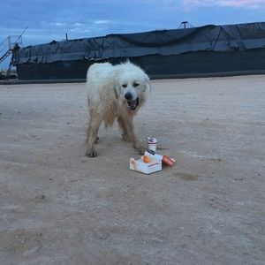 Meet your Posher, Joe